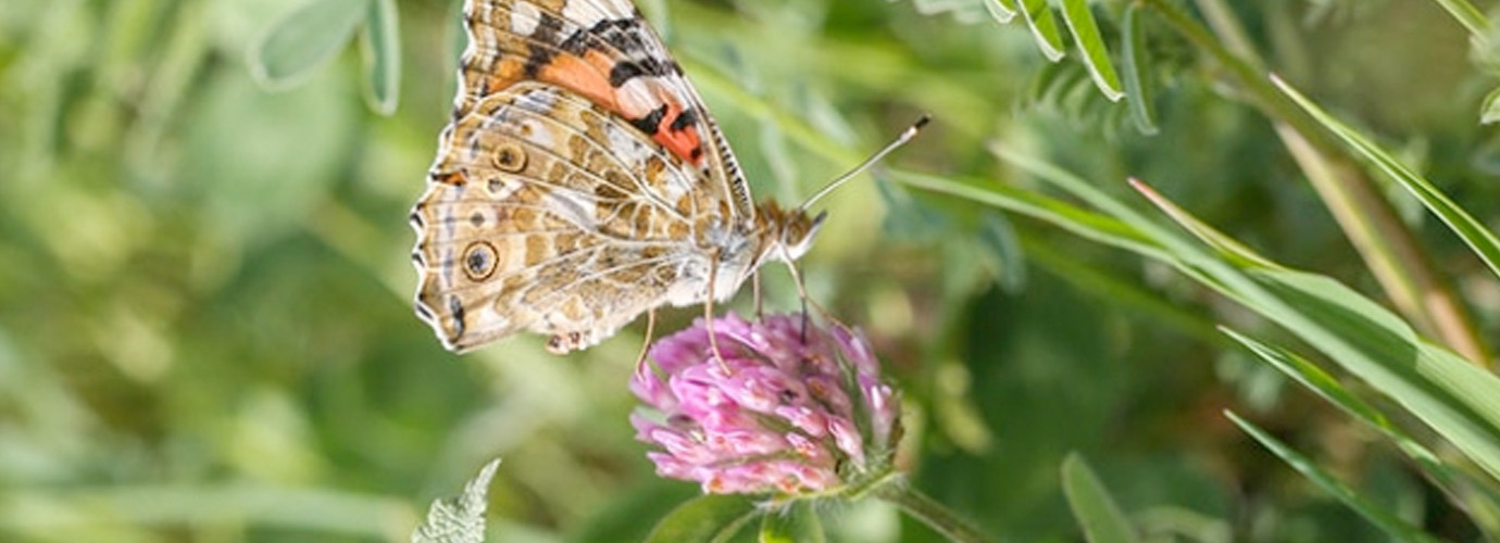 Biyoçeşitlilik